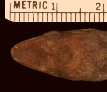 Media type: image;   Herpetology R-110295